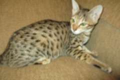Aria, Savannah, F-3C Brown (black) spotted female DOB 5-2-17 Furreverspots