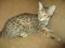 Aria, Savannah, F-3C Brown (black) spotted female DOB 5-2-17 Furreverspots