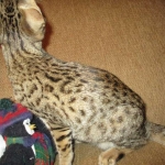 Savannah, F-3C, Brown(black) spotted female DOB 5/2/17