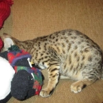 Savannah, F-3C, Brown(black) spotted female DOB 5/2/17