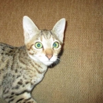 Savannah, F-3C, Brown(black) spotted female DOB 5/2/17