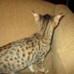 Savannah, F-3C, Brown(black) spotted female DOB 5/2/17