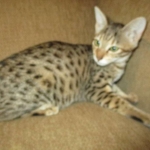 Savannah, F-3C, Brown(black) spotted female DOB 5/2/17