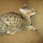 Savannah, F-3C, Brown(black) spotted female DOB 5/2/17