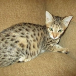 Savannah, F-3C, Brown(black) spotted female DOB 5/2/17