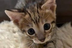 Savannah F-3C Male Brown Spotted DOB 5/24/25