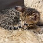 F-3C-savannah-kitten-a