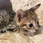 F-3C-savannah-kitten-b