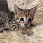 F-3C-savannah-kitten-c