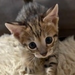 F-3C-savannah-kitten