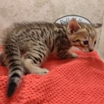 Savannah-Kitten-Brown-spotted-1
