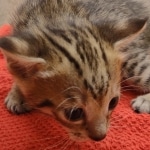 Savannah-Kitten-Brown-spotted-2