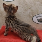 Savannah-Kitten-Brown-spotted-3