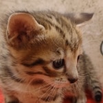 Savannah-Kitten-Brown-spotted-4