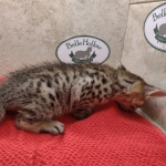 Savannah-Kitten-Brown-spotted