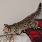 Savannah-kitten-F-3C-a