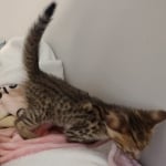Savannah-kitten-F-3C-b