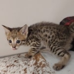 Savannah-kitten-F-3C