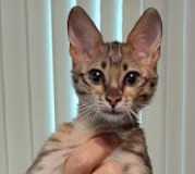 Savannah F-3C brown spotted female DOB 1/31/23