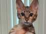 Savannah F-3C brown spotted female DOB 1/31/23