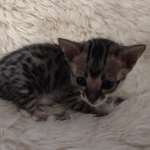 Savannah F-3C BST Female DOB 1-31-23