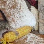 Savannah F-3C BST Female DOB 1-31-23