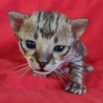 Savannah F-3C BST Female DOB 1-31-23