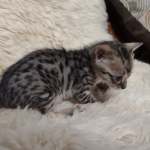 Savannah F-3C BST Female DOB 1-31-23