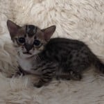 Savannah F-3C BST Female DOB 1-31-23