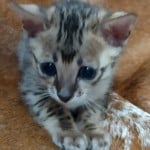 Savannah F-3C BST Female DOB 1-31-23