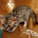 Savannah F-3C BST Female DOB 1-31-23