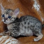 Savannah F-3C BST Female DOB 1-31-23