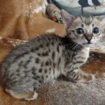 Savannah F-3C BST Female DOB 1-31-23