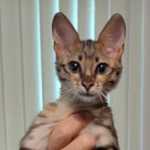 Savannah F-3C BST Female DOB 1-31-23