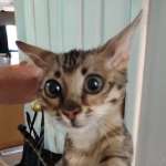 Savannah F-3C BST Female DOB 1-31-23