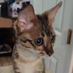 Savannah F-3C BST Female DOB 1-31-23