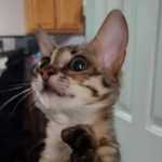 Savannah F-3C BST Female DOB 1-31-23