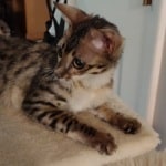 Savannah F-3C BST Female DOB 1-31-23