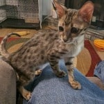 Savannah F-3C BST Female DOB 1-31-23