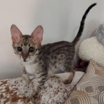 Savannah F-3C BST Female DOB 1-31-23
