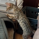 Savannah F-3C BST Female DOB 1-31-23