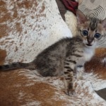 Savannah F-3C BST Female DOB 1-31-23