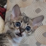 Savannah F-3C BST Female DOB 1-31-23