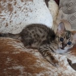 Savannah F-3C BST Female DOB 1-31-23