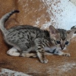 Savannah F-3C BST Female DOB 1-31-23