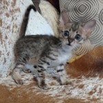 Savannah F-3C BST Female DOB 1-31-23