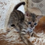 Savannah F-3C BST Female DOB 1-31-23