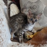 Savannah F-3C BST Female DOB 1-31-23