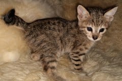 Diana Savannah F-3C Brown Spotted female DOB 3-23-20