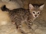 Diana Savannah F-3C Brown Spotted female DOB 3-23-20